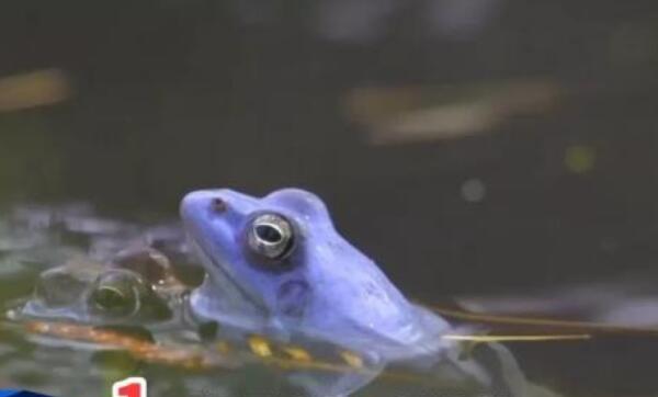 世界上毒性最强的蛙，桶头蛙仅一克毒液就能毒死80个人