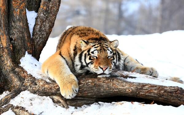 世界上体重最大的肉食性猫科动物：东北虎重达350千克以上