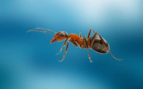 世界上最大的巨型蚂蚁：非洲矛蚁头尾有4厘米长