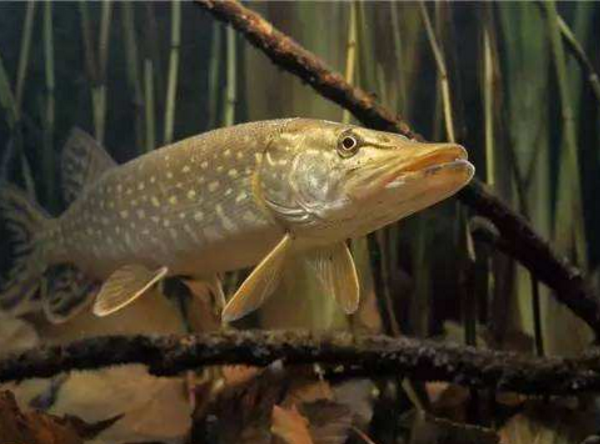 世界上最长寿的鱼：狗鱼寿命超200岁，但性情凶残