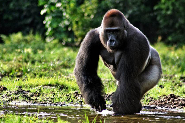 世界上体型最大的猩猩，大猩猩的体重达210公斤