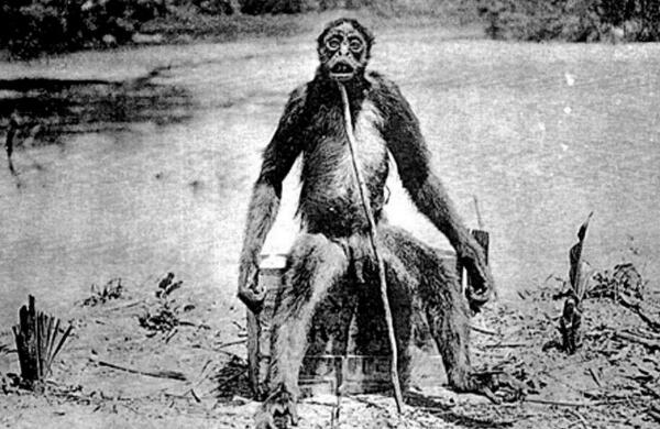 世界上体型最大的猩猩，大猩猩的体重达210公斤
