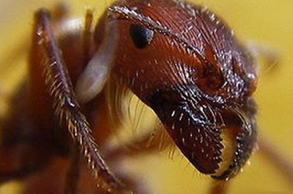 世界最毒的十大昆虫，科帕收获蚁排第一位