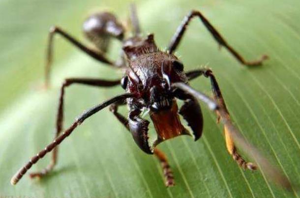 世界最毒的十大昆虫，科帕收获蚁排第一位