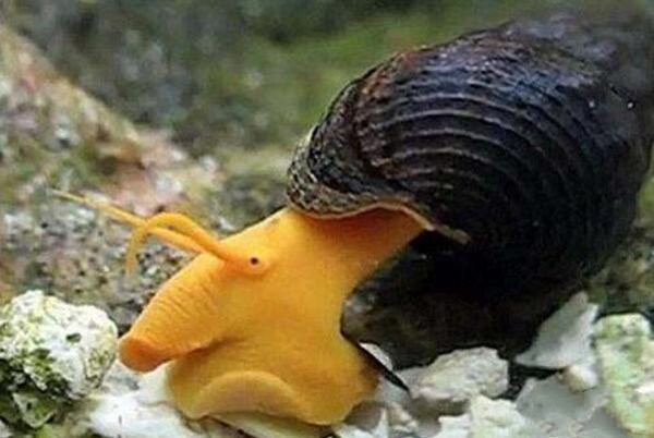 世界十大怪异蜗牛，鳞足蜗牛有着连子弹都打不穿的外壳