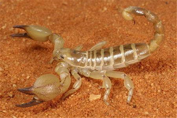 世界上十大最可怕的昆虫：狼蛛居第二，第一名噬魂金蝎