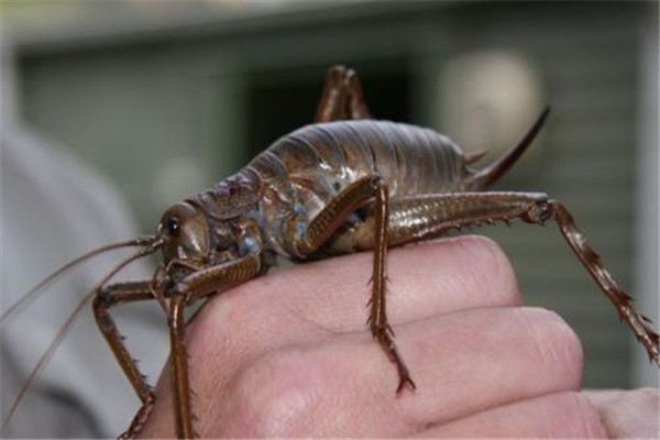世界上十大最可怕的昆虫：狼蛛居第二，第一名噬魂金蝎
