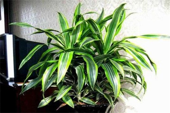 哪些植物除甲醛最好？十大吸甲醛的植物排名