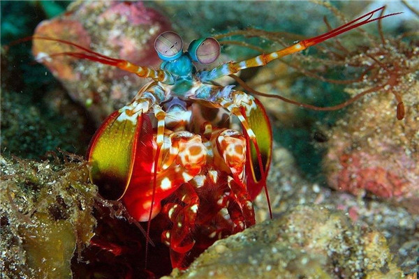 世界上最凶残的虾是什么：雀尾螳螂虾体长最大可达18厘米