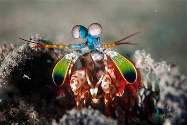 世界上最凶残的虾是什么：雀尾螳螂虾体长最大可达18厘米