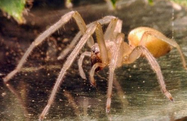 世界上最大的蜘蛛排名，食鸟蛛体长可达30厘米