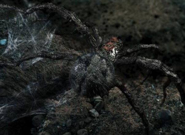 世界上最大的蜘蛛排名，食鸟蛛体长可达30厘米