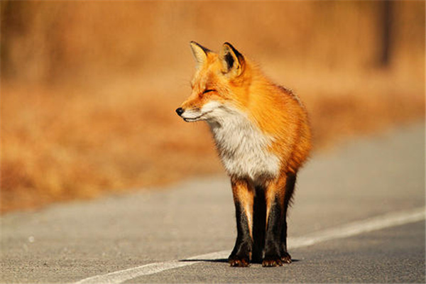 世界上最大的狐狸，赤狐体长可超过70厘米