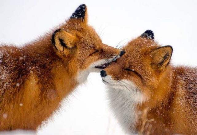 世界上最大的狐狸，赤狐体长可超过70厘米