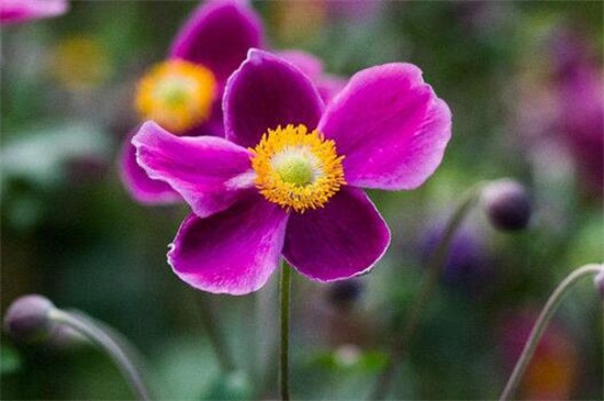 盘点10种凄美寓意之花，罂粟花居于黑暗之花首位