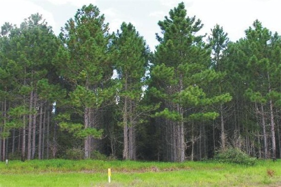 盘点十大常见松树种类，北美短叶松位列榜首