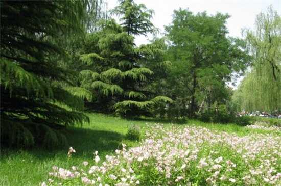 盘点十大常见松树种类，北美短叶松位列榜首
