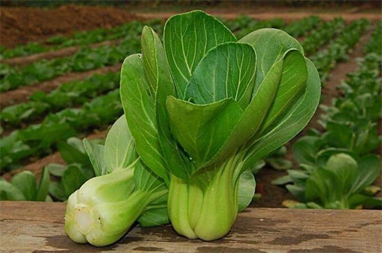 盘点十大生长速度快的蔬菜：油菜上榜，紫背菜居榜首