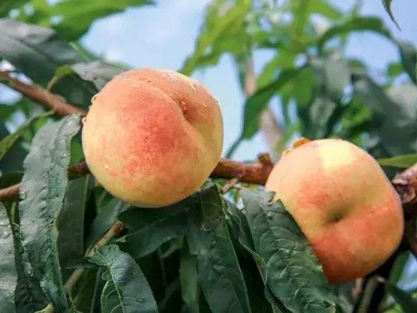 世界上最大的桃子，单颗桃子果重2.1斤