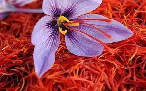 世界上最贵的花，藏红花是伊朗的国宝花