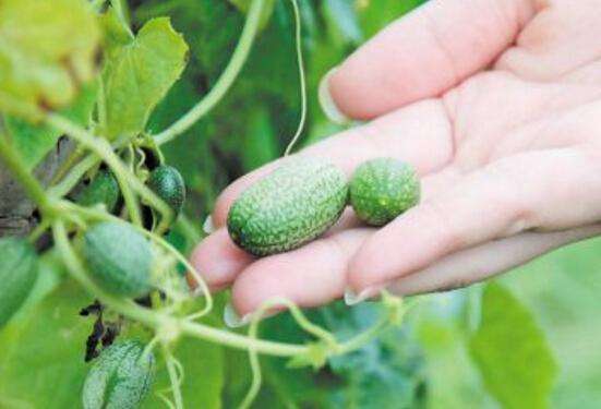 世界上最小的西瓜，仅拇指大小却很好吃