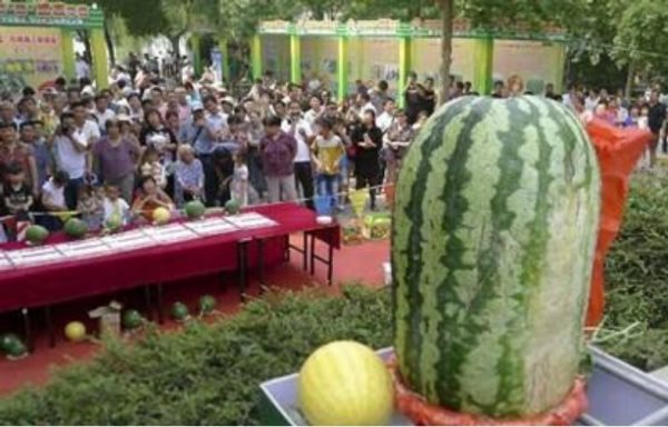 世界上最大的西瓜，西瓜王重达300斤