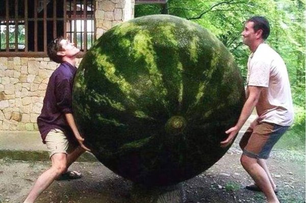 世界上最大的西瓜，西瓜王重达300斤