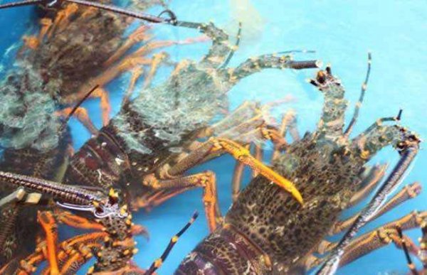 世界上最大的龙虾有多大？超大锦绣龙虾1.4米