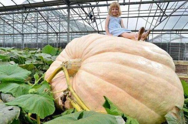 世界上最大的南瓜有多重？重达953公斤