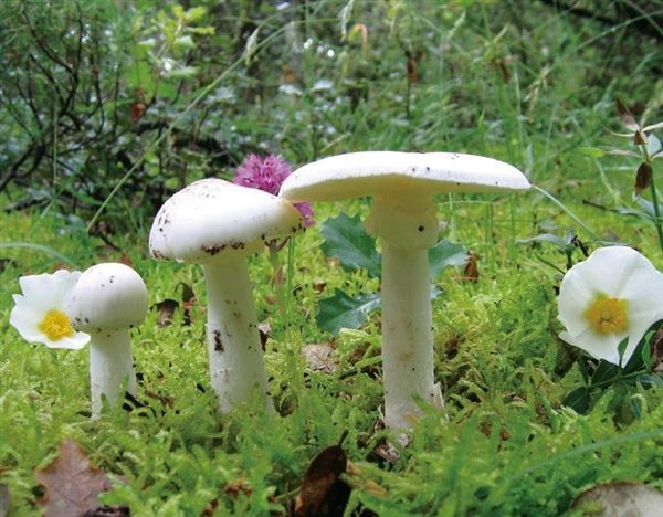 世界毒性最大最强的蘑菇——白毒伞蘑菇