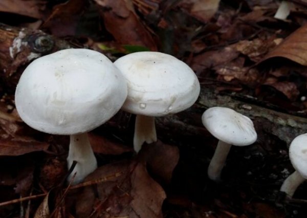 世界毒性最大最强的蘑菇——白毒伞蘑菇
