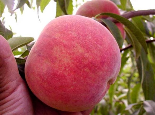 世界上最大的桃子有多大？重达2.1斤