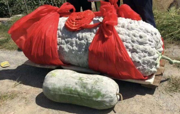 世界上最大的冬瓜有多大？重量足足447.8斤