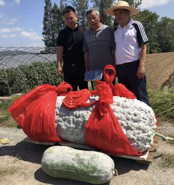 世界上最大的冬瓜有多大？重量足足447.8斤