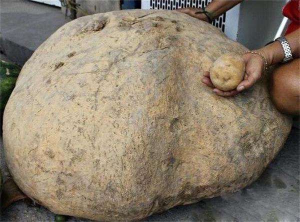 世界上最大的土豆有多重？重量高达160斤