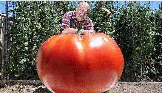 世界上最重的西红柿，重8斤可供10人食用