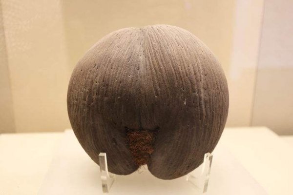 世界上最大的种子，海椰子一粒重30公斤