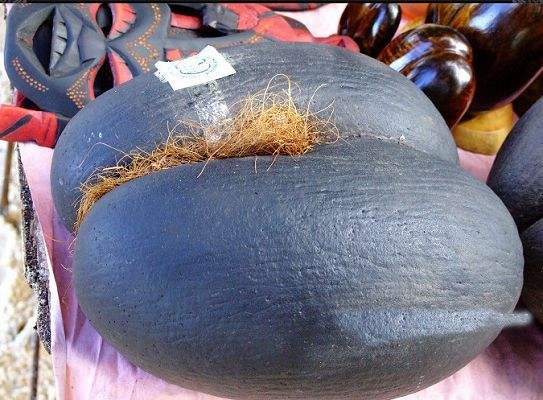 世界上最大的种子，海椰子一粒重30公斤