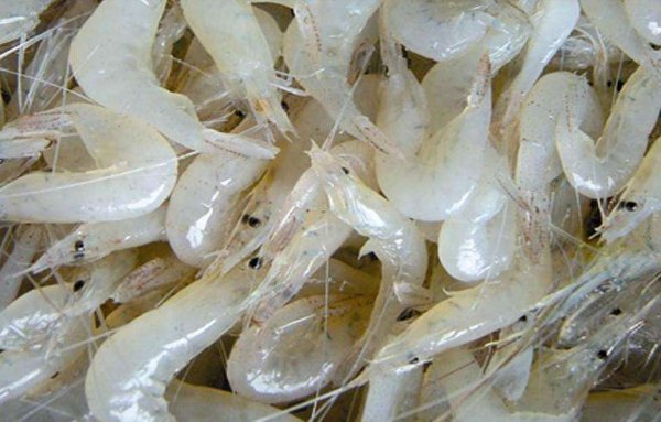 太湖三白是指哪三白？白鱼，白虾和银鱼
