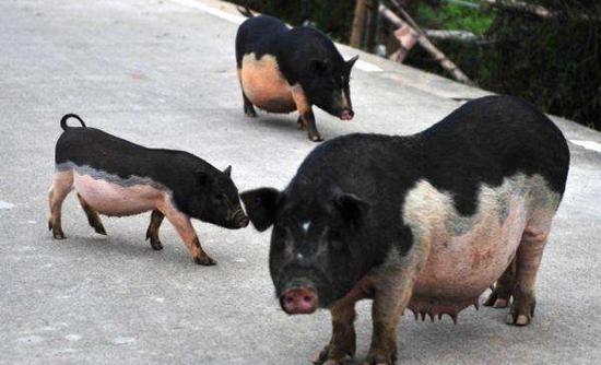 世界上最贵的十种猪肉，吃过都是土豪！