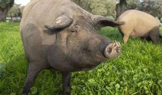 世界上最贵的十种猪肉，吃过都是土豪！