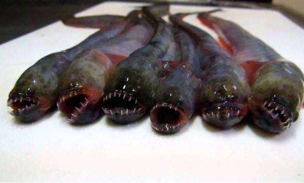 世界上最恶心的五种鱼，狼牙虾虎鱼上榜